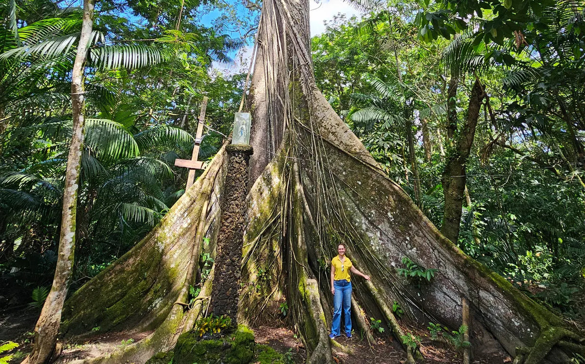 a floresta em pé